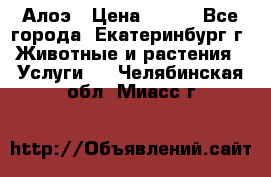 Алоэ › Цена ­ 150 - Все города, Екатеринбург г. Животные и растения » Услуги   . Челябинская обл.,Миасс г.